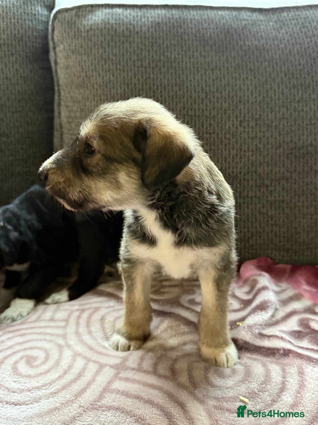 Lurcher dogs for sale: Beautiful woolly coated lurcher pups  - Advert 10