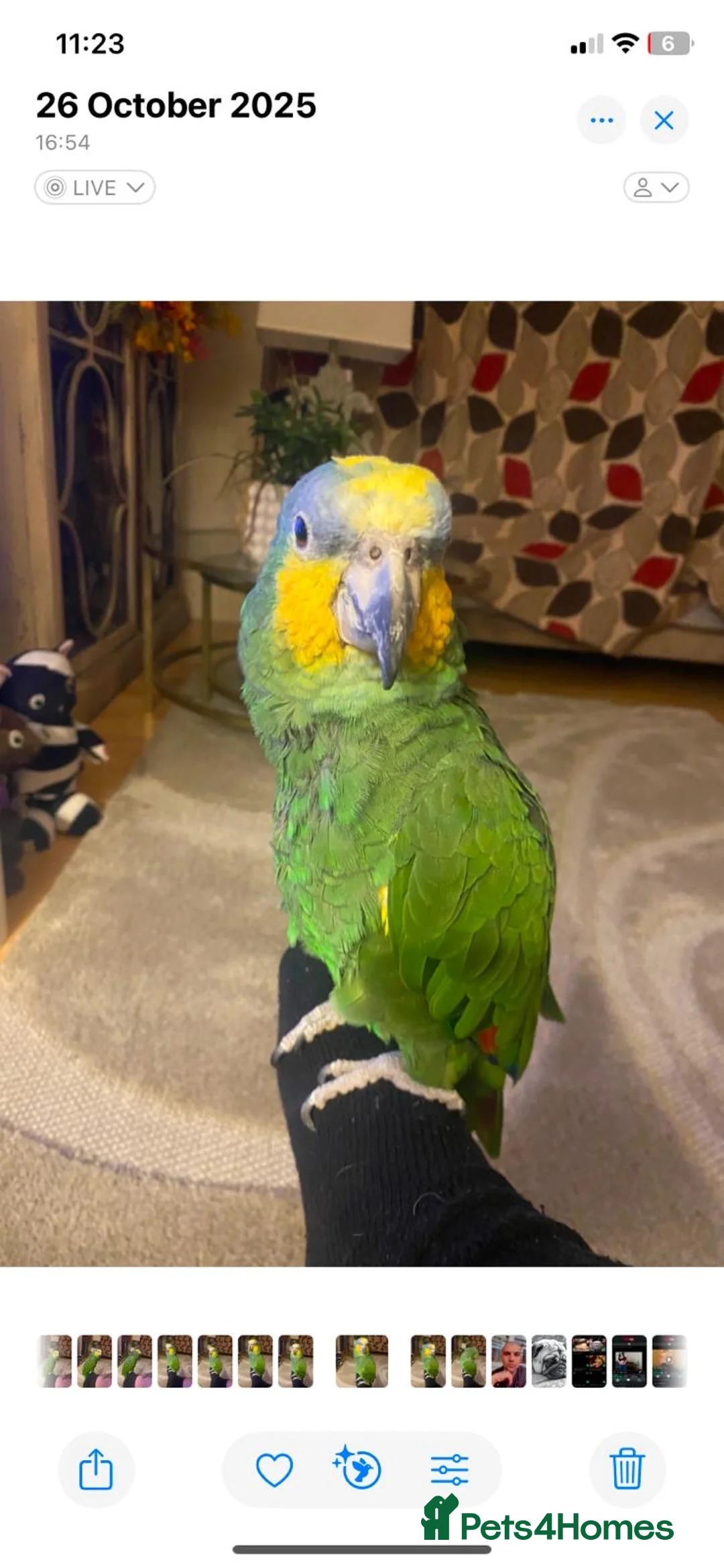 Parrots birds for sale: Amazon Parrot  - Advert 1