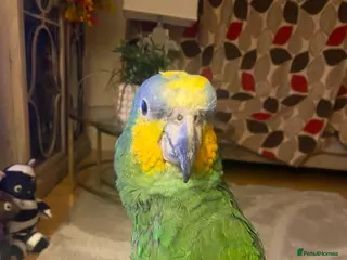 Parrots birds Amazon Parrot - Advert 1