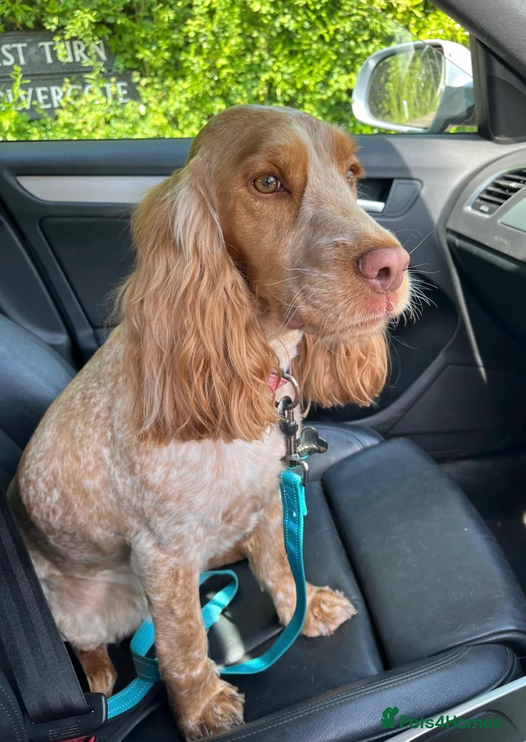 Cocker Spaniel dogs for sale: Cocker Spaniel puppies, 1 boy & 1 girl - Advert 1