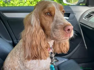 Cocker Spaniel dogs Cocker Spaniel puppies, 1 boy & 1 girl - Advert 2