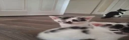 Mixed Breed cats for sale: 5 beautiful kittens ready to go! - Advert 7