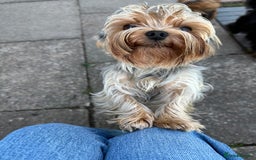 Yorkshire Terrier dogs for sale: Happy healthy Yorkshire terrier - Image 5