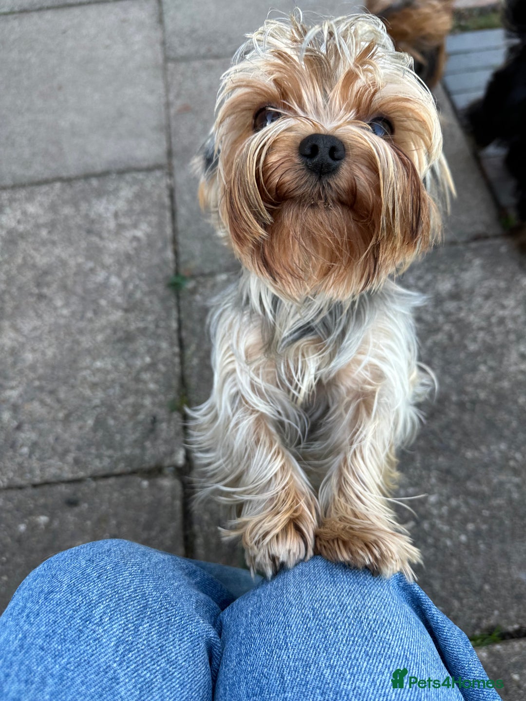 Yorkshire Terrier dogs for sale: Happy healthy Yorkshire terrier - Image 5