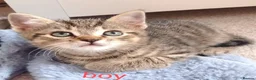 Mixed Breed cats for sale: Beautiful Ragdoll & British Shorthair Mix Kittens  - Advert 15