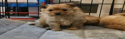 Pomeranian dogs for sale: Tiny teddy bear Pomeranian puppies 3 girls 1 boy in Crieff - Advert 2