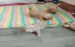 American Bully dogs for sale: American pocket bully  - Image 9