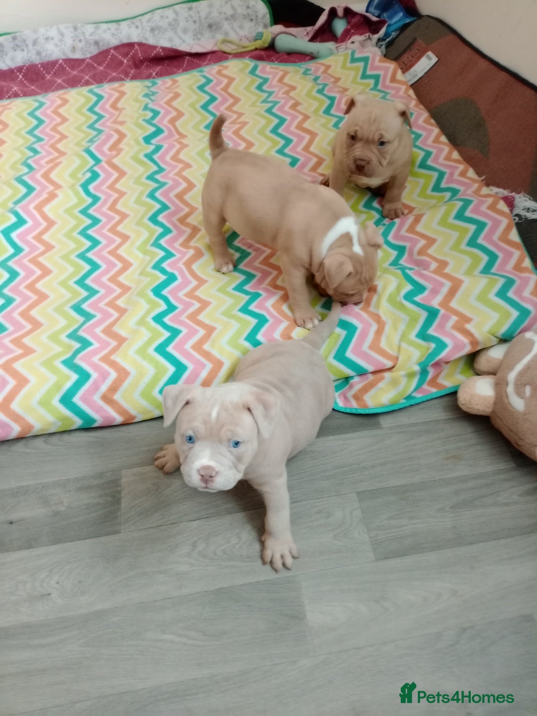 American Bully dogs for sale: American pocket bully  - Image 9