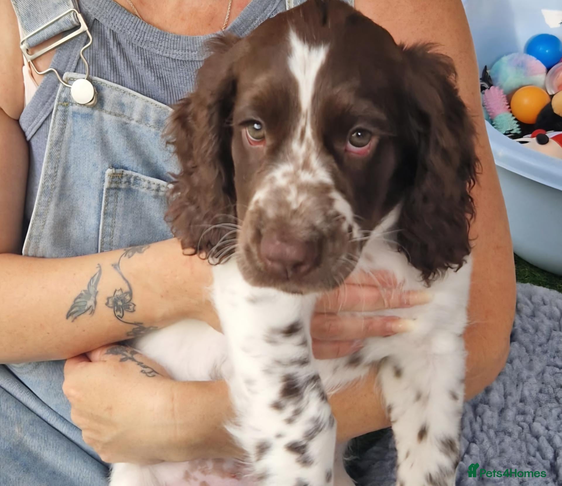 Cockapoo dogs COCKER SPANIEL only two boys left - Advert 2