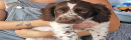 Cockapoo dogs for sale: COCKER SPANIEL 3 boys left. - Advert 5