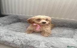 Cockapoo dogs for sale: Cockapoo Puppies - Image 12