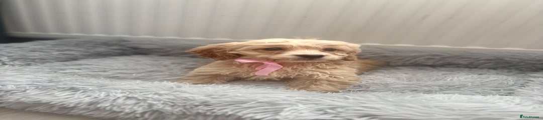Cockapoo Puppy 7