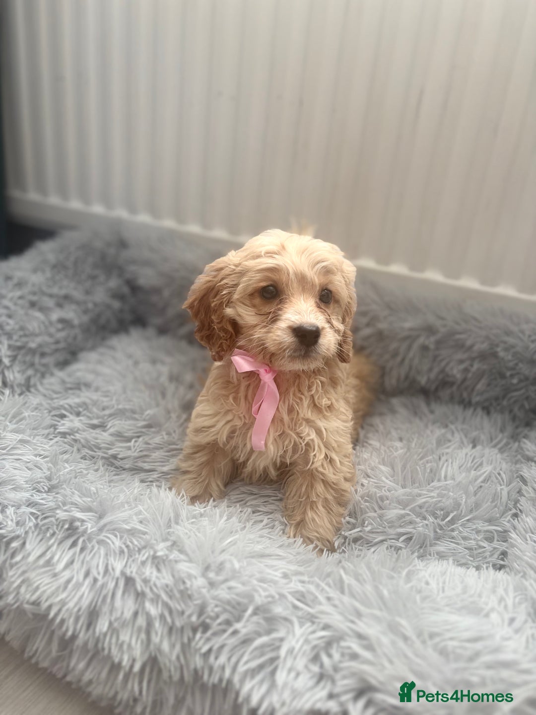 Cockapoo dogs for sale: Cockapoo Puppies - Image 12