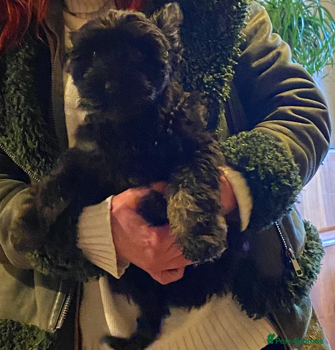 Chinese Crested dogs for sale: 5 Baby Chinese Crested Seeking Their Forever Homes - Advert 12