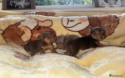 Jack Russell dogs for sale: Much Wenlock stunning miniature puppy  - Advert 21