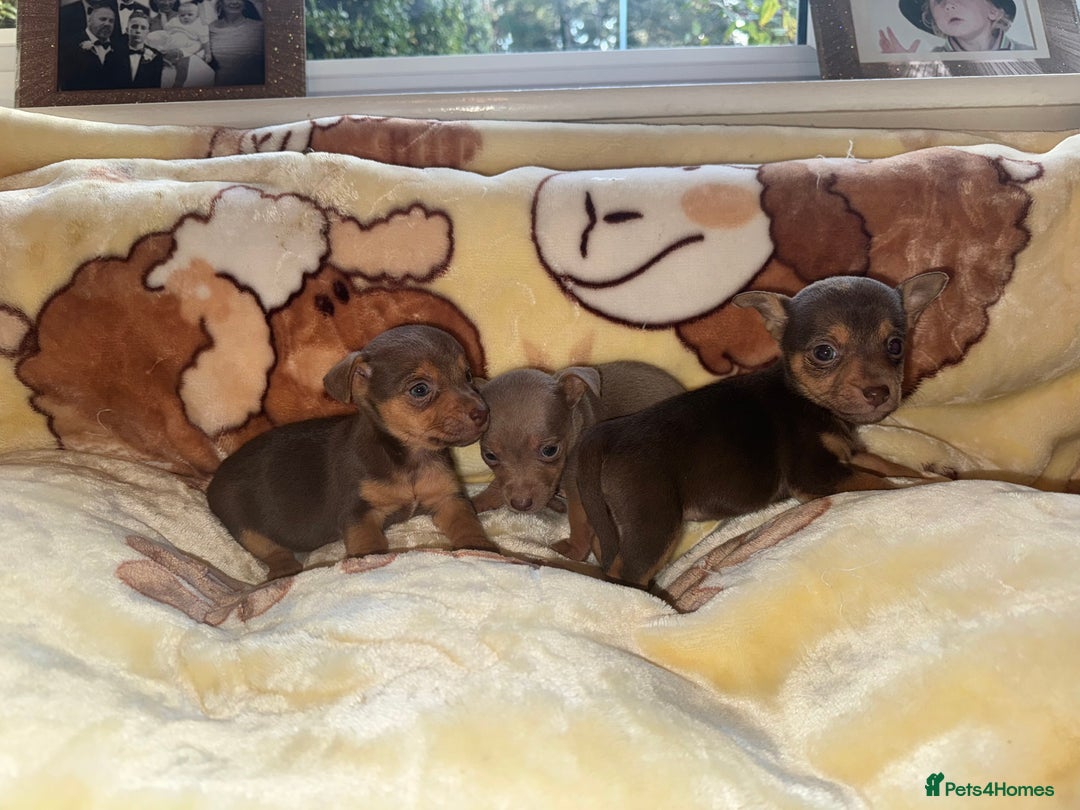 Jack Russell dogs for sale: Much Wenlock stunning miniature puppy  - Advert 21