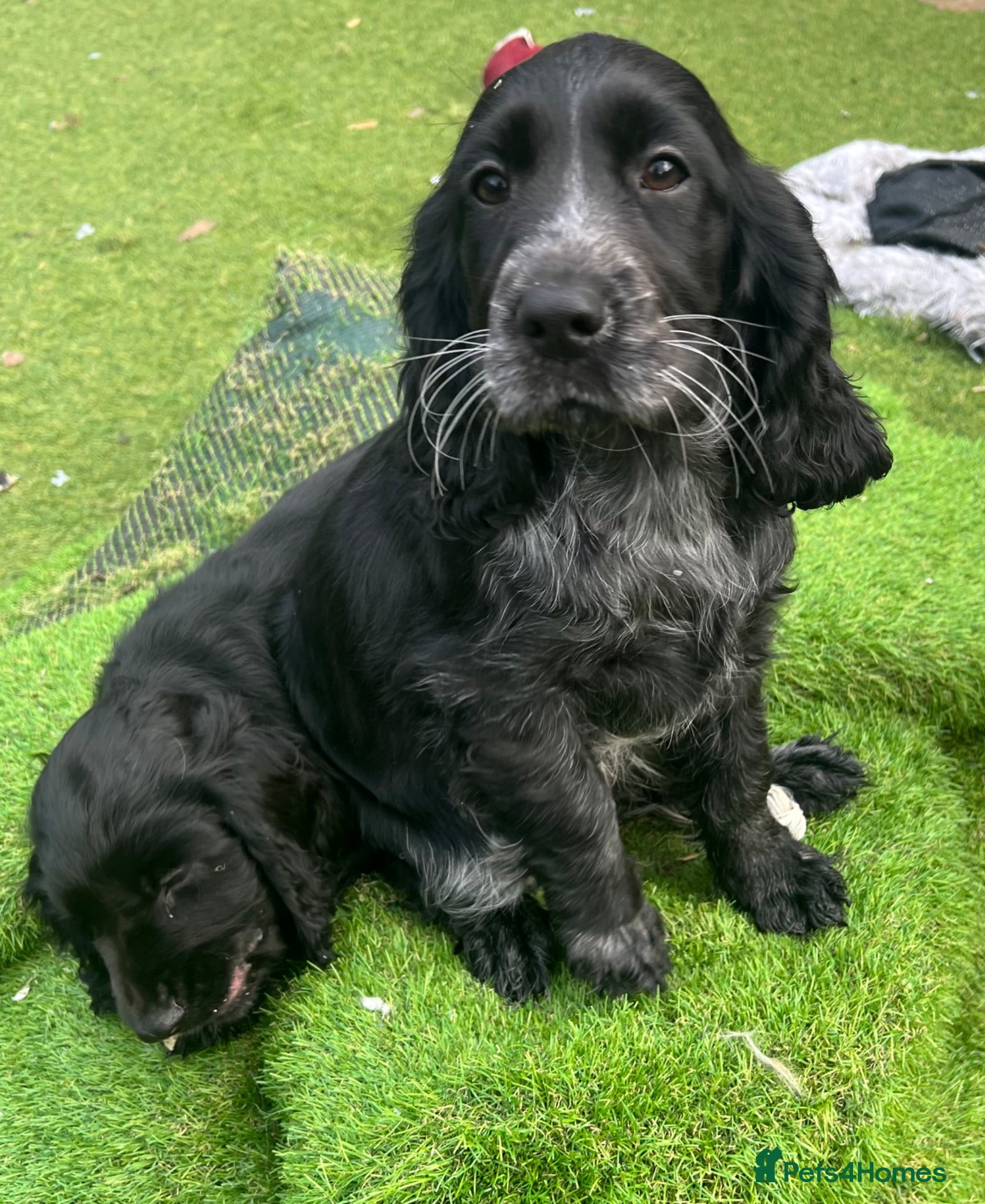Cocker Spaniel dogs Cocker spaniel  - Advert 1