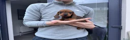 Dachshund dogs for sale: Armagh Dachshunds Ready for new homes - Advert 3
