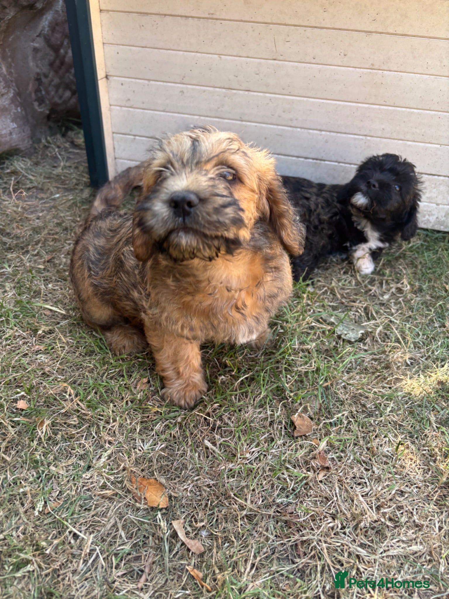 Mixed Breed dogs F1 Cairndoodle Puppies  - Advert 2