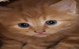 Mixed Breed cats for sale: 4 gorgerous kittens - Image 30