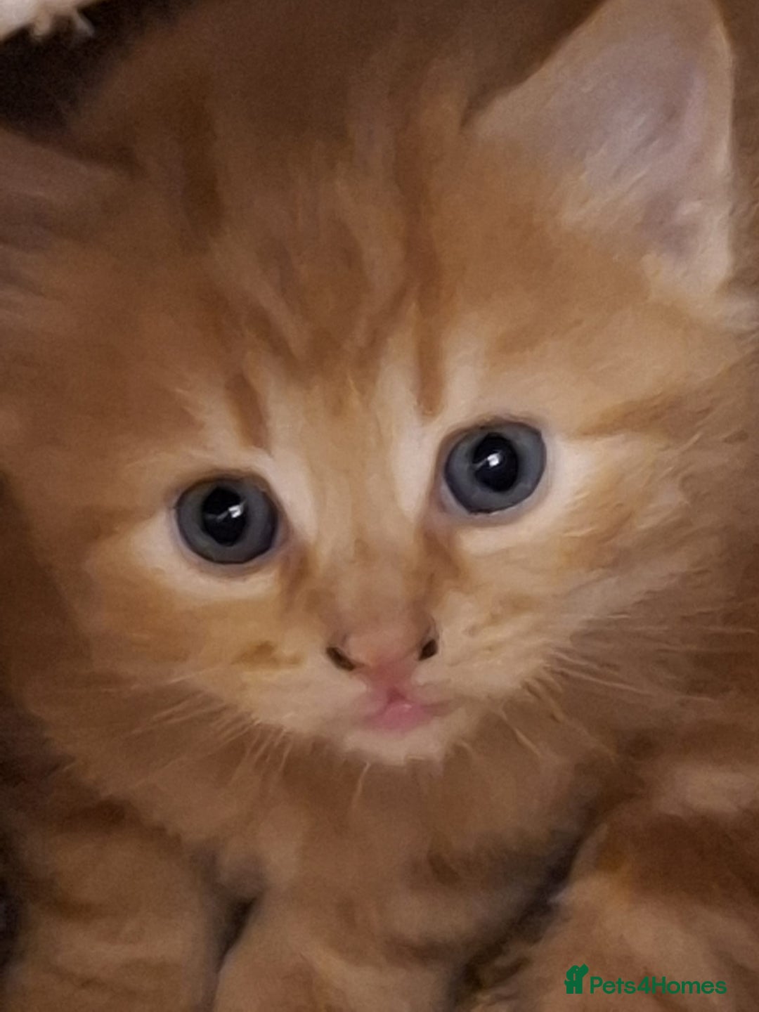 Mixed Breed cats for sale: 4 gorgerous kittens - Image 30