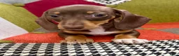 Miniature Dachshund dogs for sale: KC Reg Mini Dachshund Puppys **READY TO LEAVE** - Advert 4