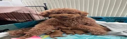 Labradoodle dogs for sale: Beautiful Red Labradoodle Puppies - Advert 19
