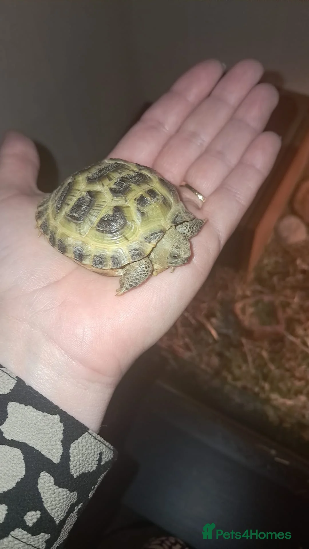Tortoise reptiles for sale: Tortoise and enclosure in Halesowen - Advert 1