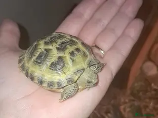 Tortoise reptiles Tortoise and enclosure in Halesowen - Advert 4