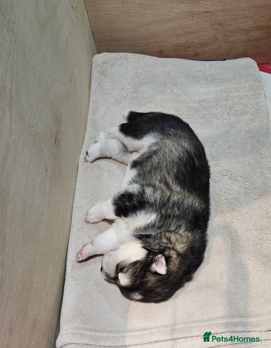 Alaskan Malamute dogs for sale: Litter B  - Advert 5