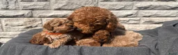 Toy Poodle dogs for sale: Beautiful red toy poodles  - Advert 15