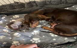 Miniature Dachshund dogs for sale: Miniature Dachshund Puppies  - Image 20
