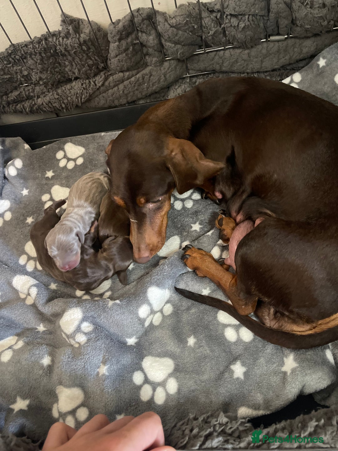 Miniature Dachshund dogs for sale: Miniature Dachshund Puppies  - Image 20