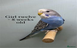 Budgerigars birds for sale: 8 week old Beautiful baby Budgies - Image 15