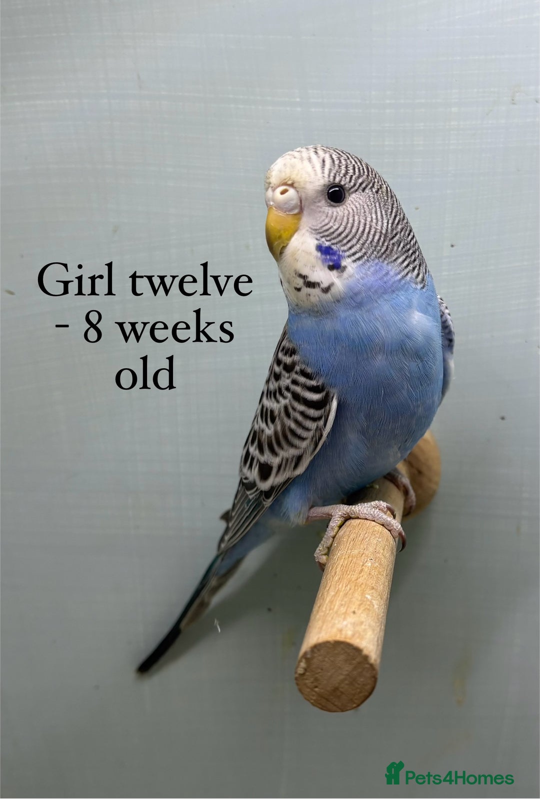 Budgerigars birds for sale: 8 week old Beautiful baby Budgies - Image 15