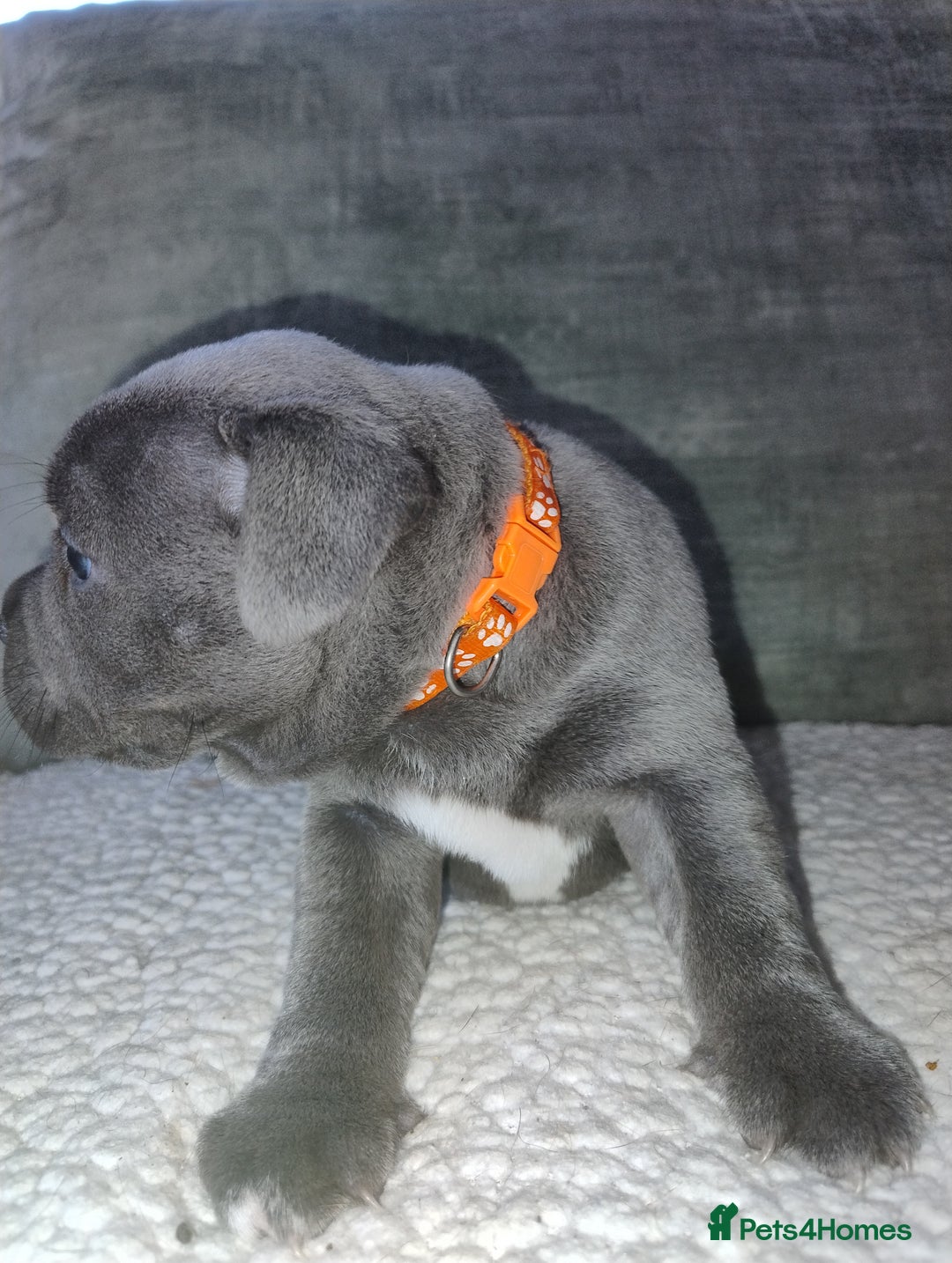 Staffordshire Bull Terrier dogs for sale: Blue Staffie Pups - Image 14