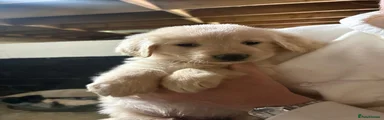 Golden Shepherd Puppy 11
