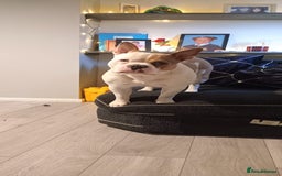 Mixed Breed dogs for sale: French bulldog cross pocket bully - Image 6