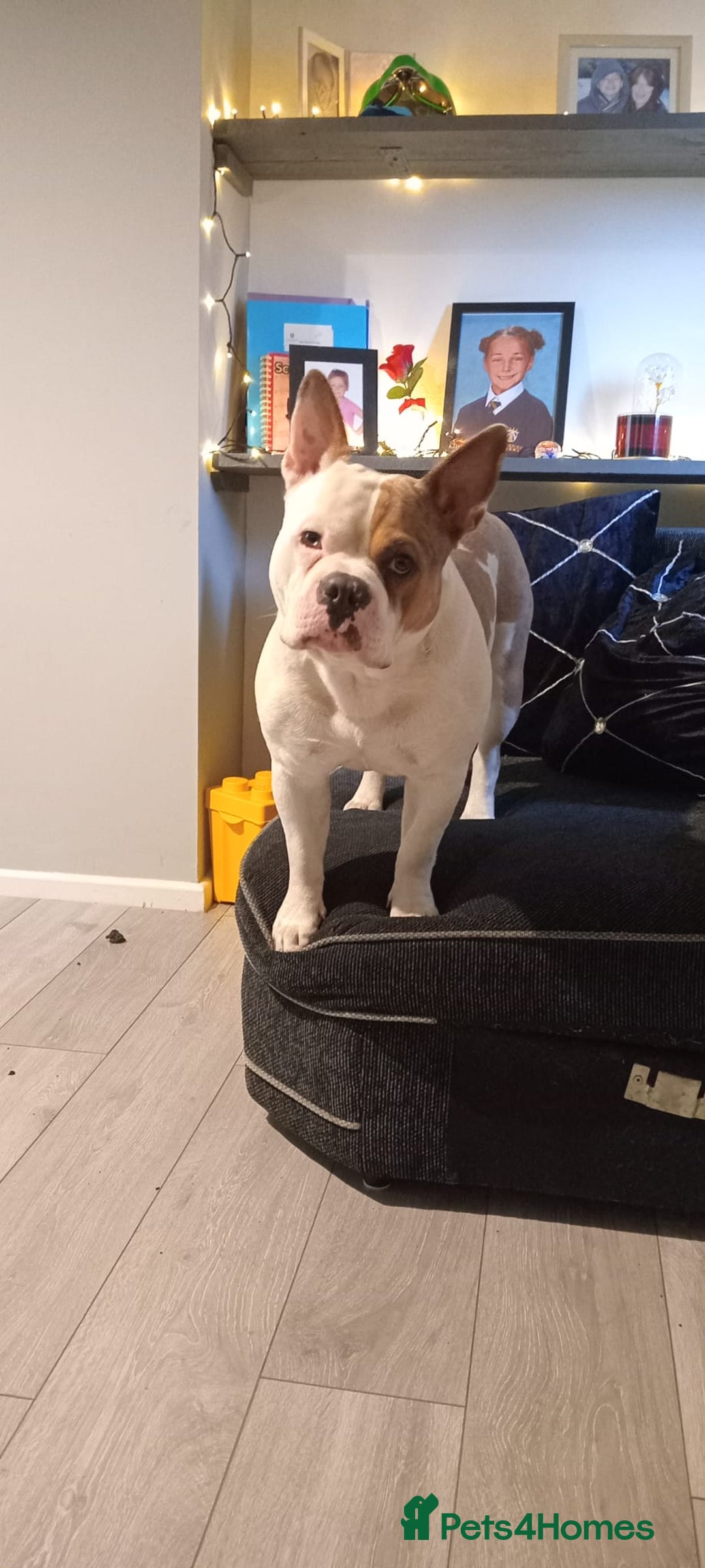 Mixed Breed dogs for sale: French bulldog cross pocket bully - Image 6