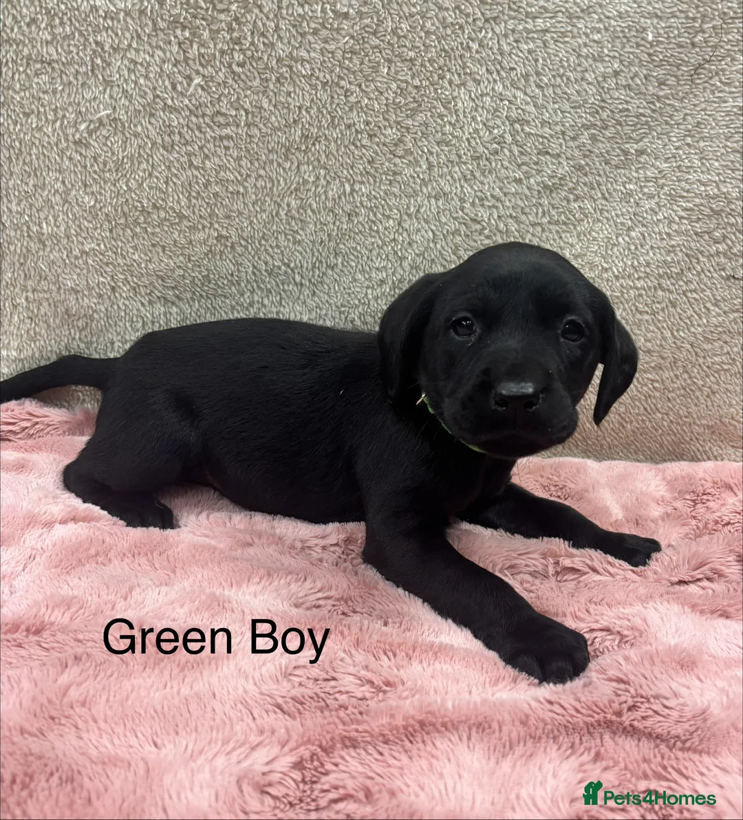 Labrador Retriever dogs for sale: Labrador Retriever Puppies – Family Raised - Advert 3