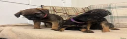Border Terrier dogs for sale: KC reg border terrier pups  - Advert 10