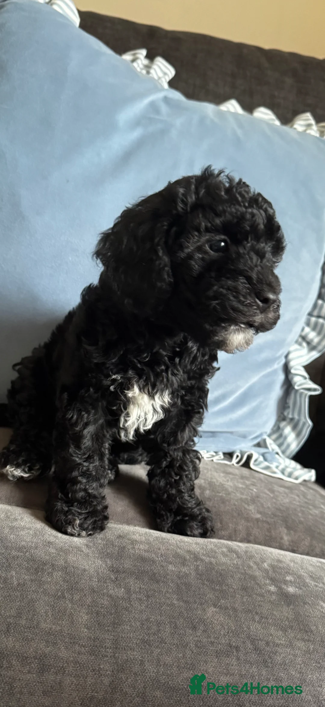 Cockapoo dogs for sale: 1 beautiful black cockapoo girl left  - Advert 2