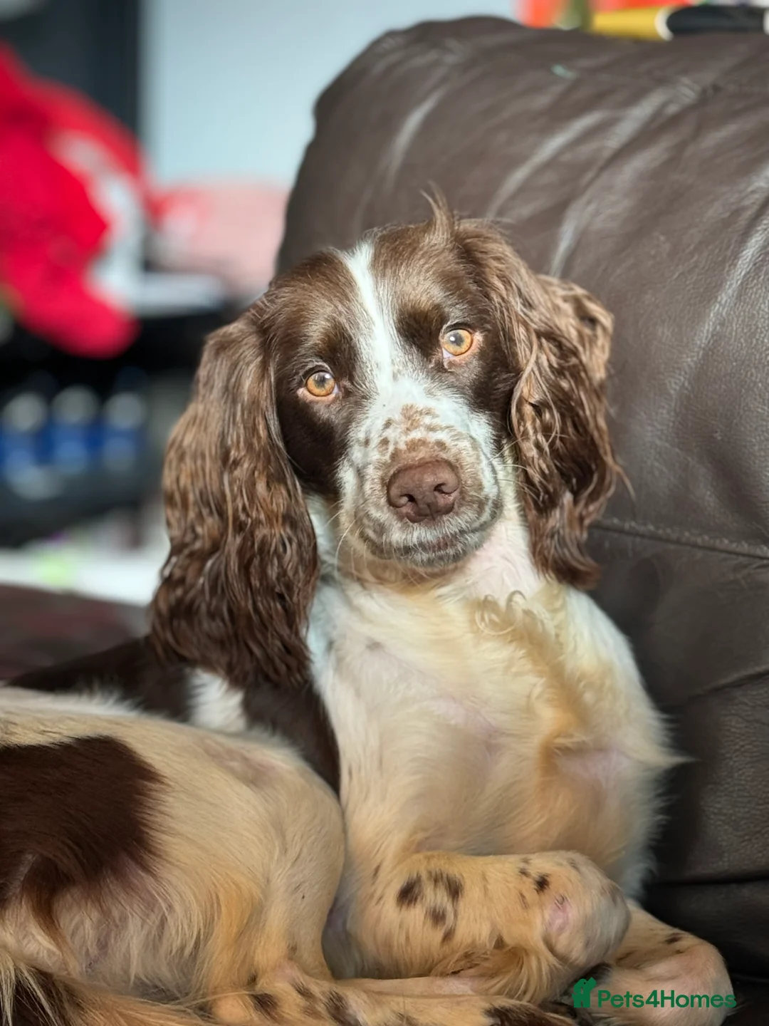 Cocker Spaniel dogs for sale: 3year old Cocker spaniel  - Advert 5