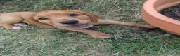 Cocker Spaniel dogs for sale: KC registered golden working cocker spaniel boys - Advert 2