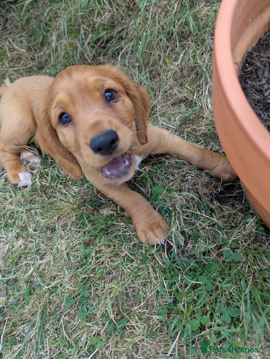 Cocker Spaniel dogs for sale: KC registered golden working cocker spaniel boys - Advert 2