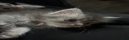 Maine Coon cats for sale: Stunning purebred Maine Coon Kittens  - Advert 9