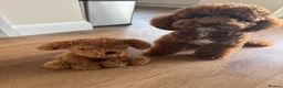 Cavapoo dogs for stud: Cavapoo for stud  in Bromley - Advert 2