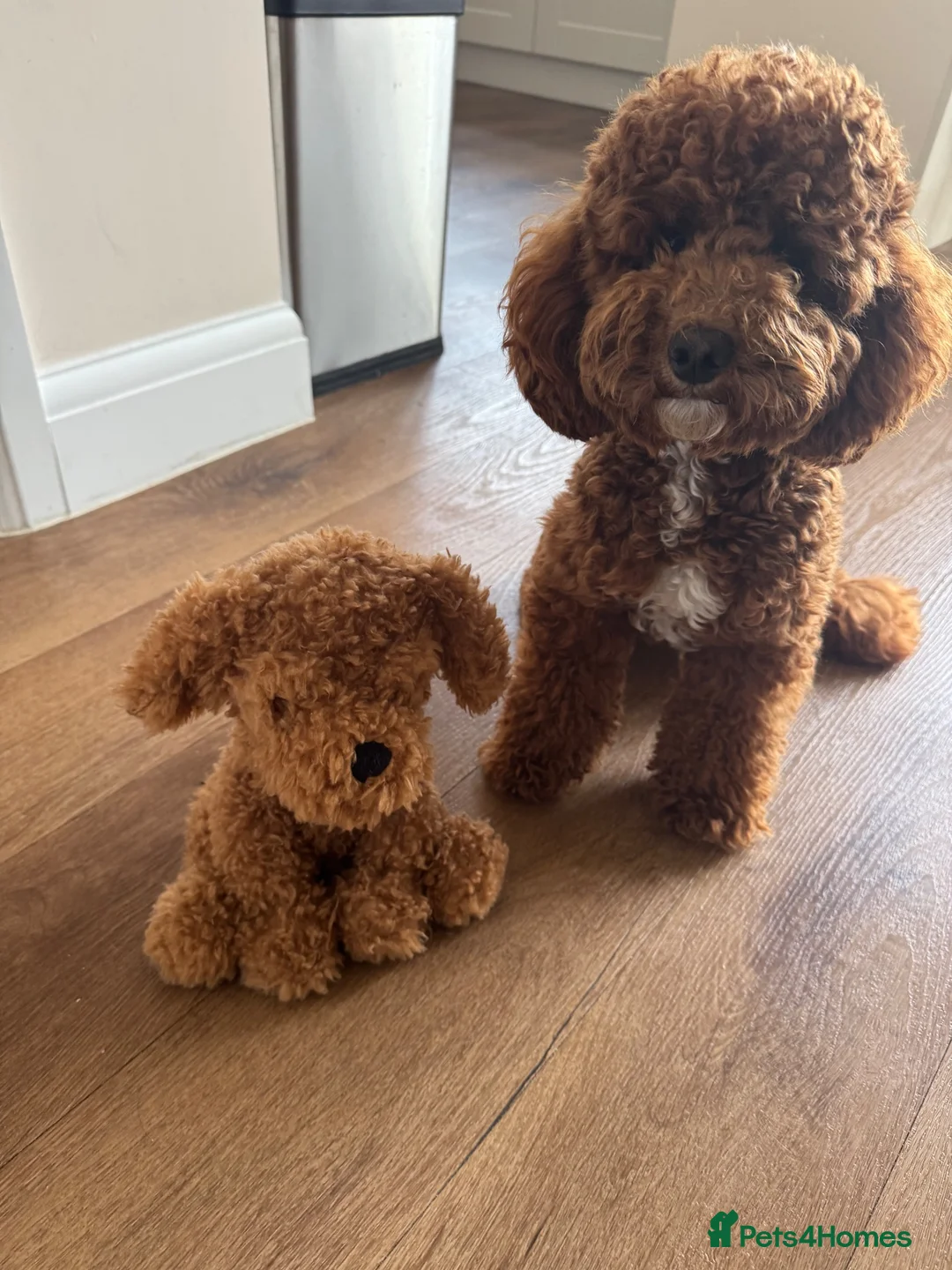 Cavapoo dogs for stud: Cavapoo for stud  in Bromley - Advert 2