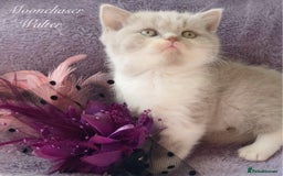 British Longhair cats for sale: Stunning British Longhair Boys TICA Registered - Image 8
