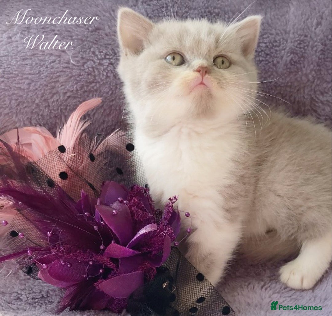 British Longhair cats for sale: Stunning British Longhair Boys TICA Registered - Image 8